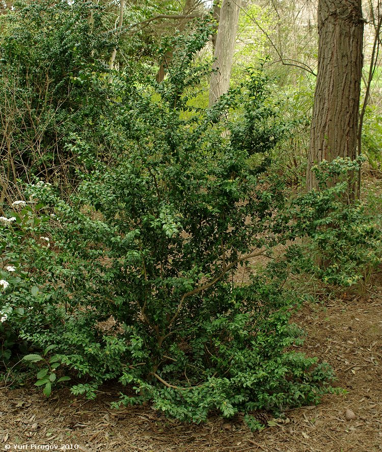 Image of Buxus hyrcana specimen.