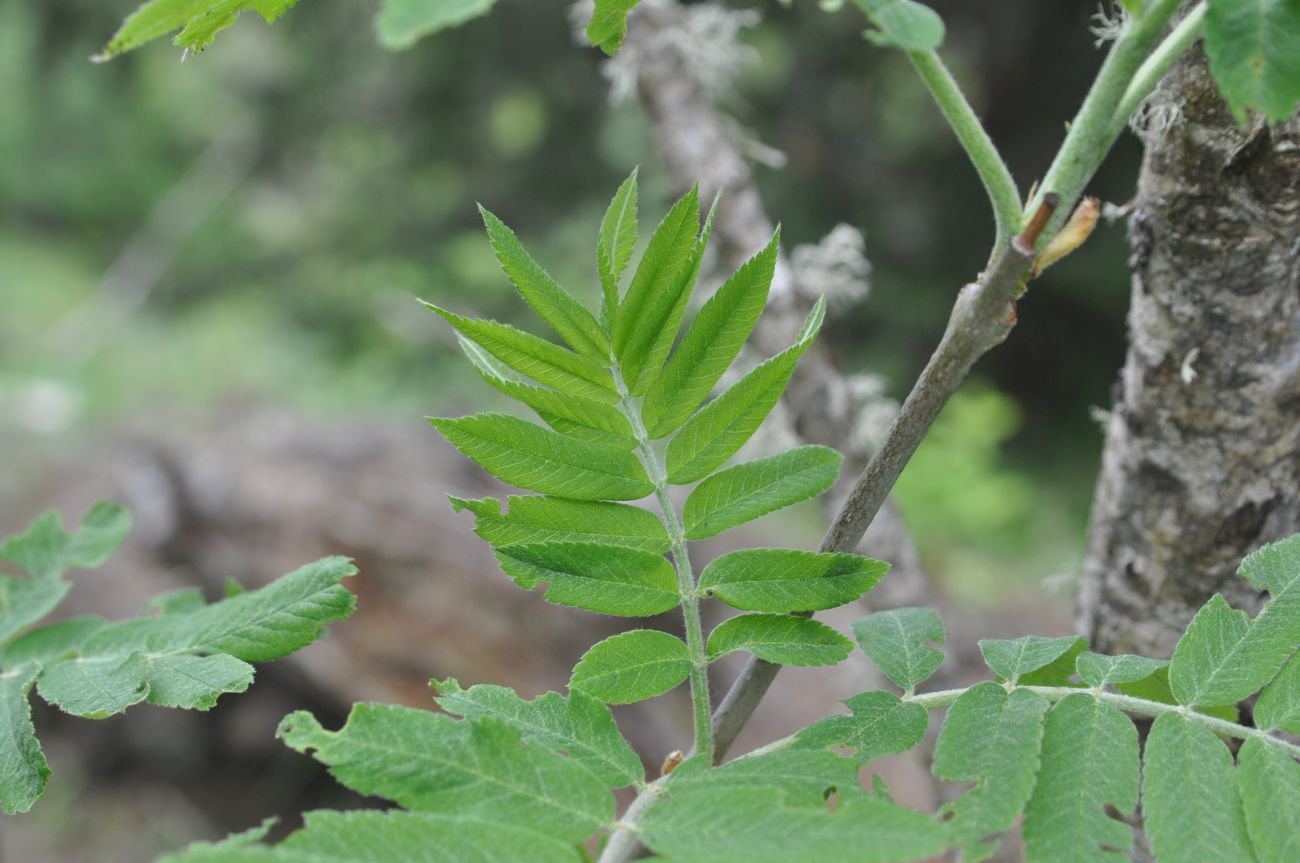 Image of Sorbus aucuparia specimen.