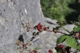 Rubus tauricus. Веточка с незрелыми плодами. Крым, окр. пос. Никита, Никитская расселина. 02.09.2018.