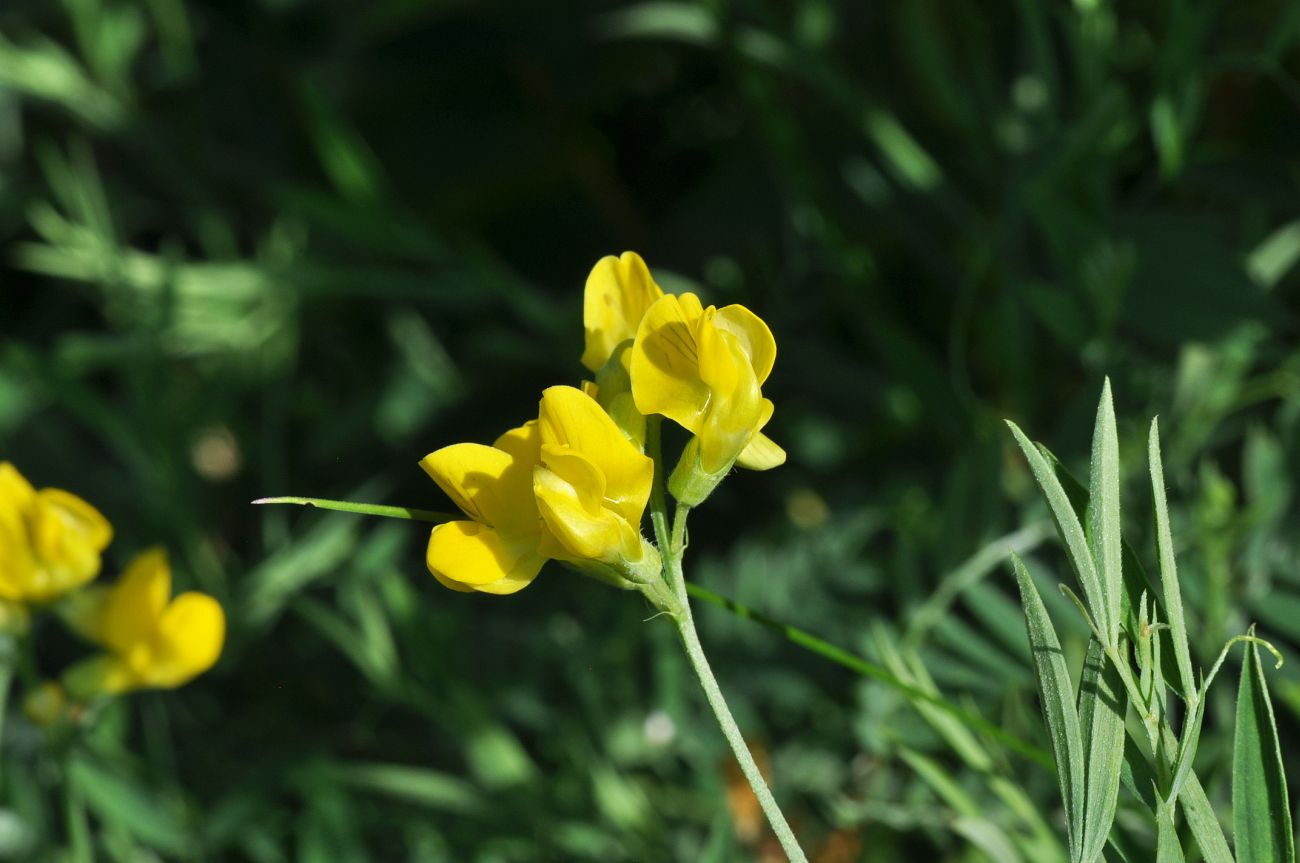 Изображение особи Lathyrus pratensis.