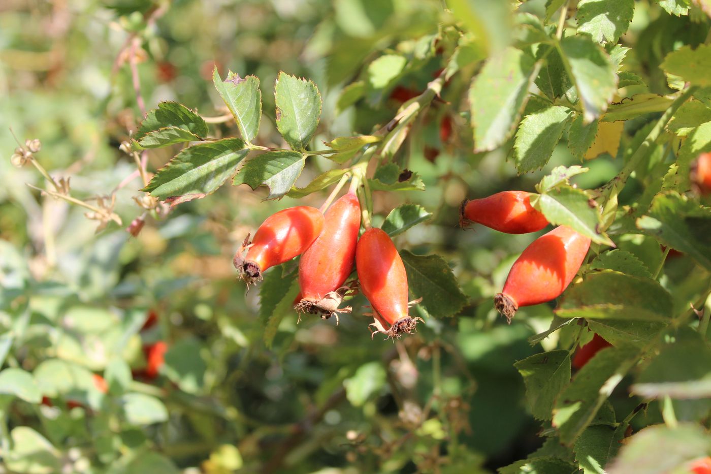 Image of Rosa laxa specimen.