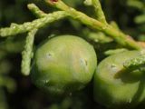 Juniperus phoenicea