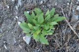 Scabiosa comosa