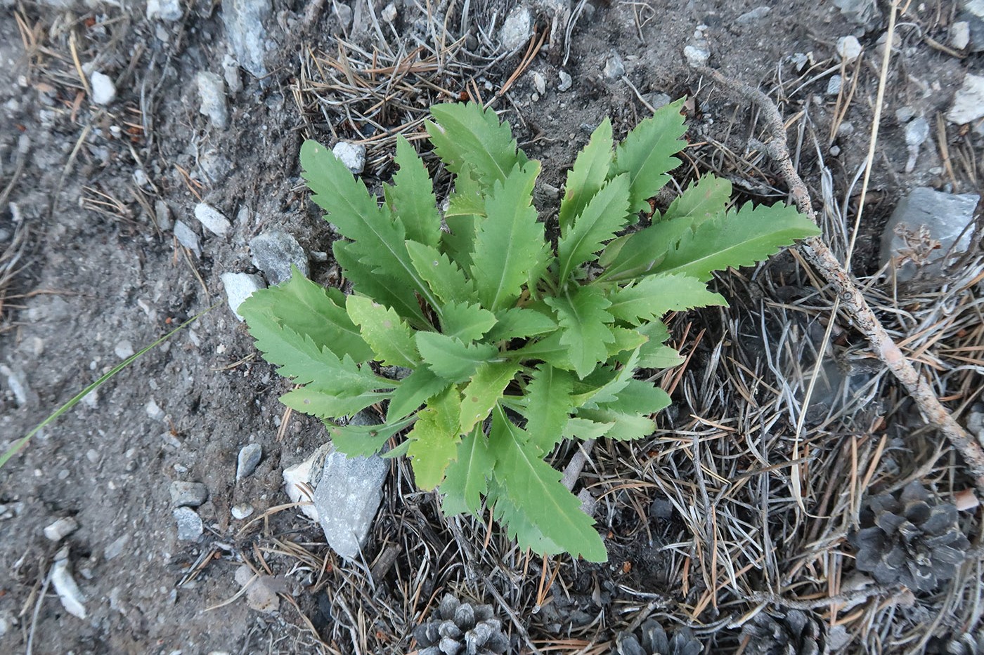 Изображение особи Scabiosa comosa.