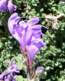 Dracocephalum palmatum