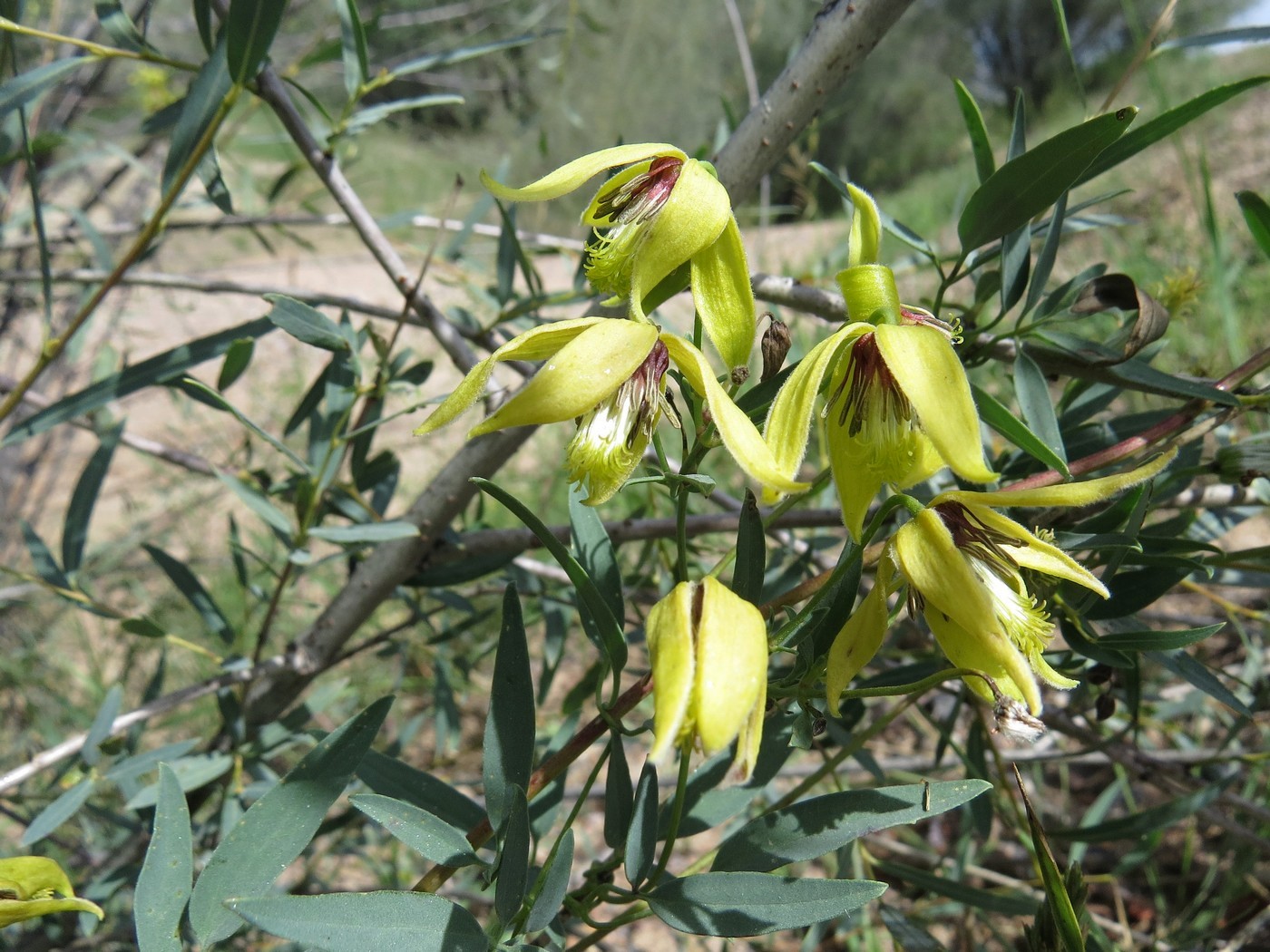 Изображение особи Clematis orientalis.