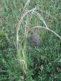 Stipa pennata. Растение на лугу. Пензенская обл., Спасский р-н, с. Ново-Зубово, лес Частый. 30.05.2010.