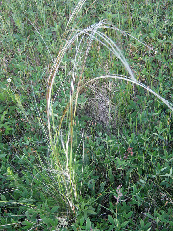 Image of Stipa pennata specimen.