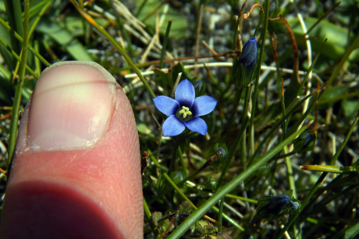 Изображение особи Gentianella azurea.