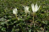 Crocus vallicola