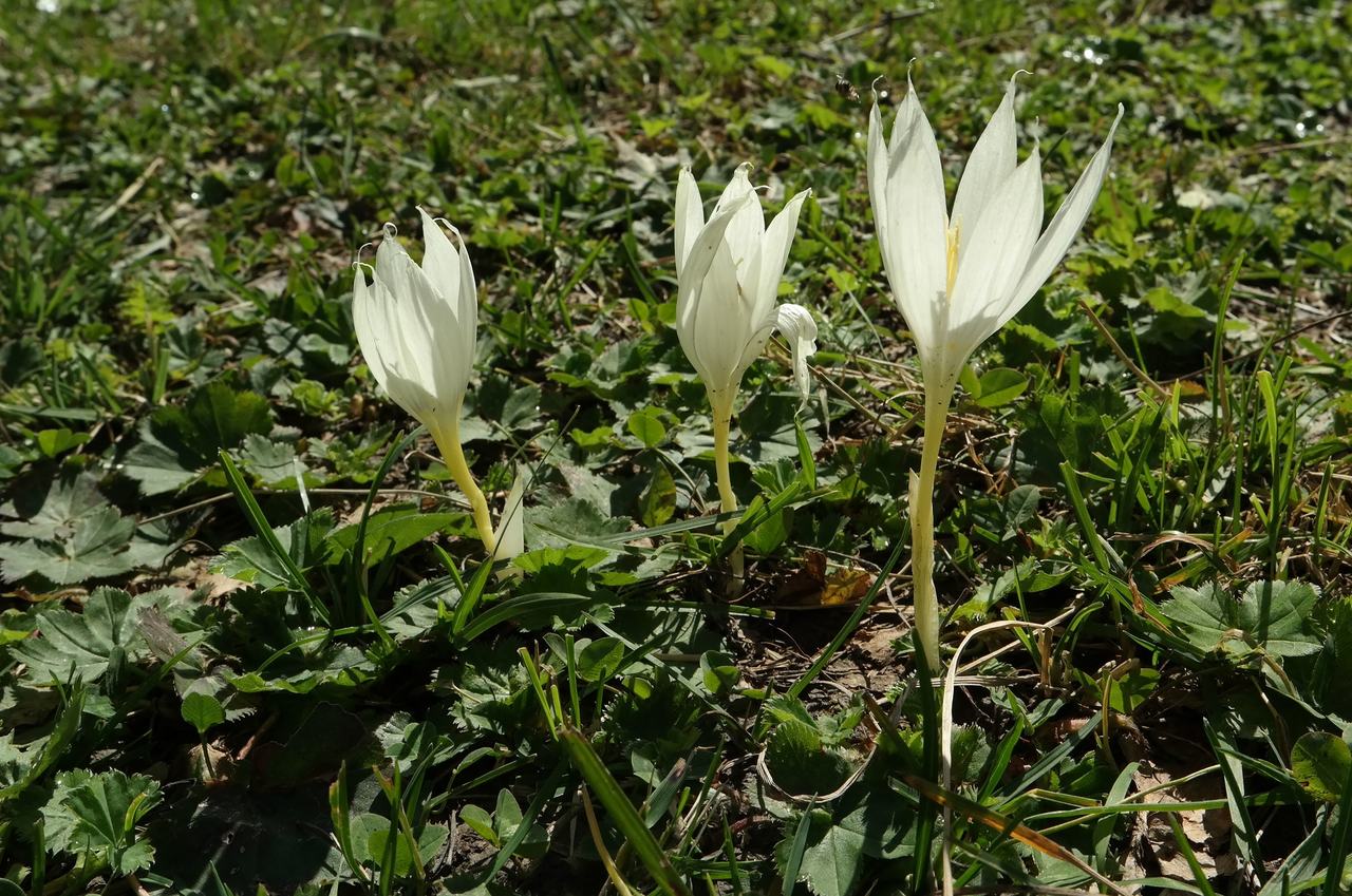 Image of Crocus vallicola specimen.