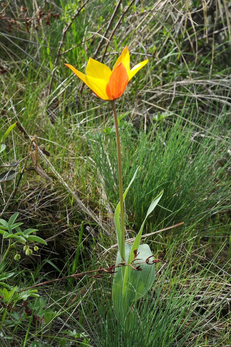 Image of Tulipa zenaidae specimen.