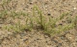 Salsola paulsenii