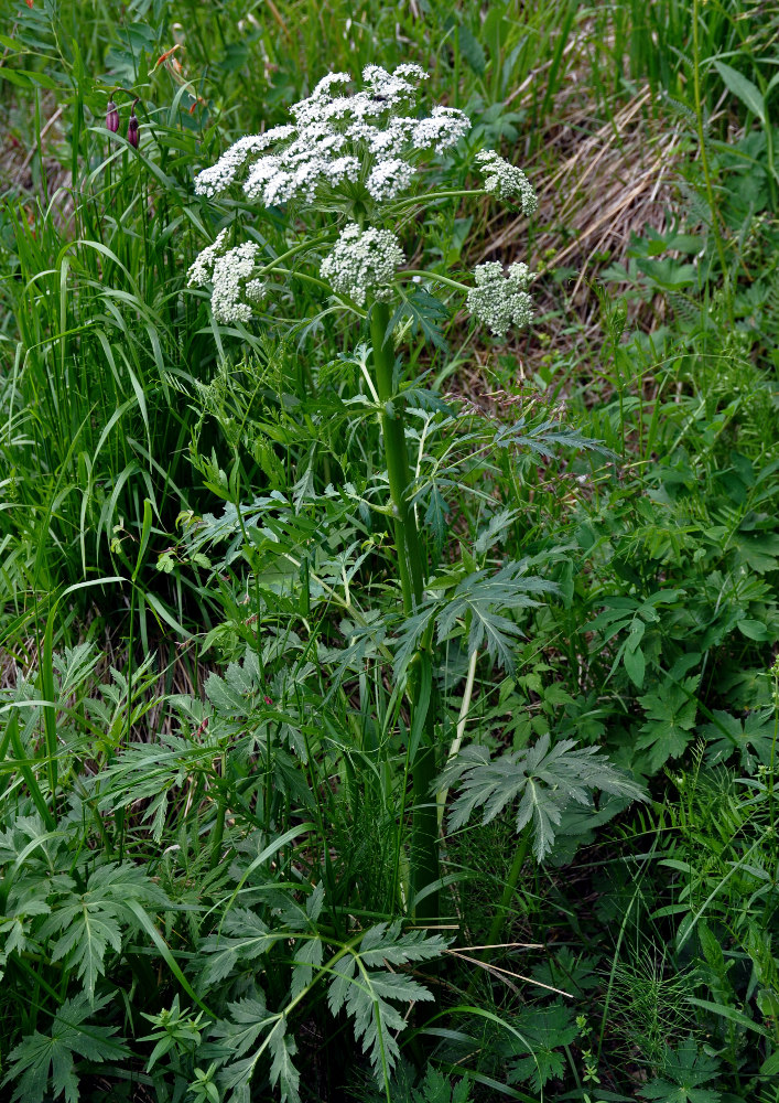 Изображение особи Pleurospermum uralense.