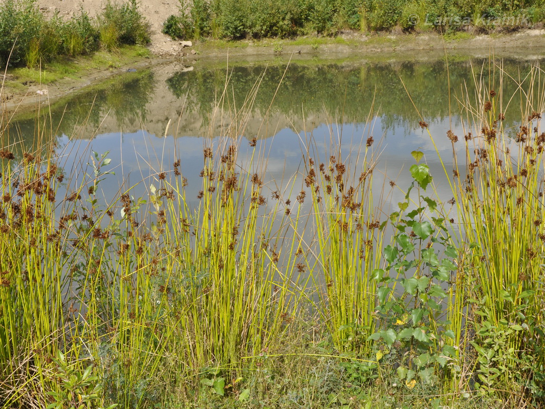 Image of Juncus effusus specimen.