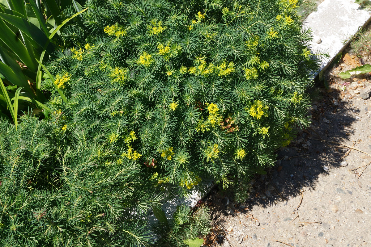 Изображение особи Euphorbia cyparissias.