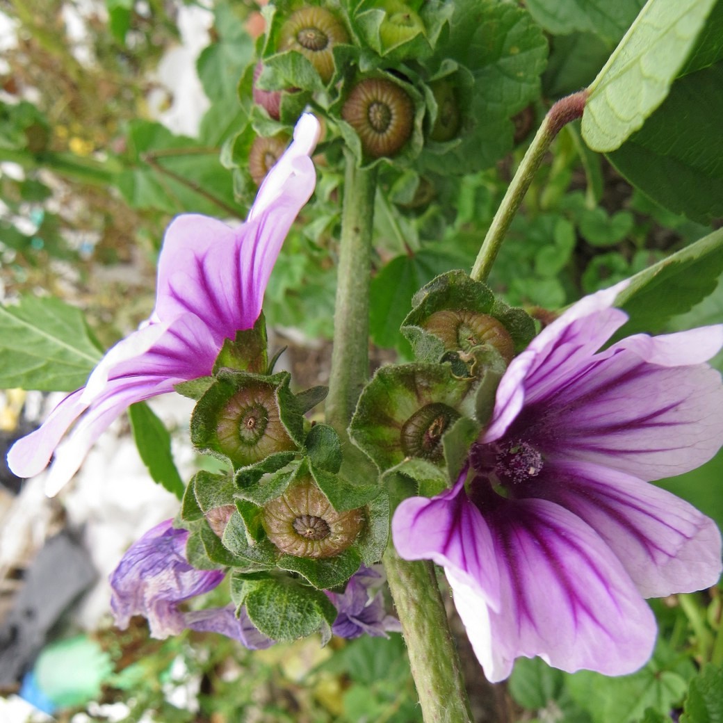 Image of Malva mauritiana specimen.