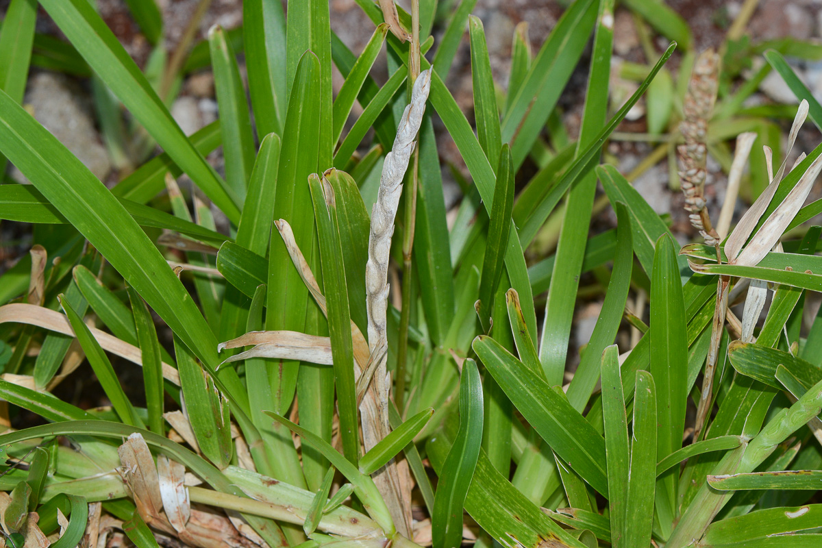 Изображение особи Stenotaphrum dimidiatum.