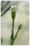 Symphyotrichum graminifolium. Соцветие. Республика Абхазия, г. Сухум. 20.08.2009.