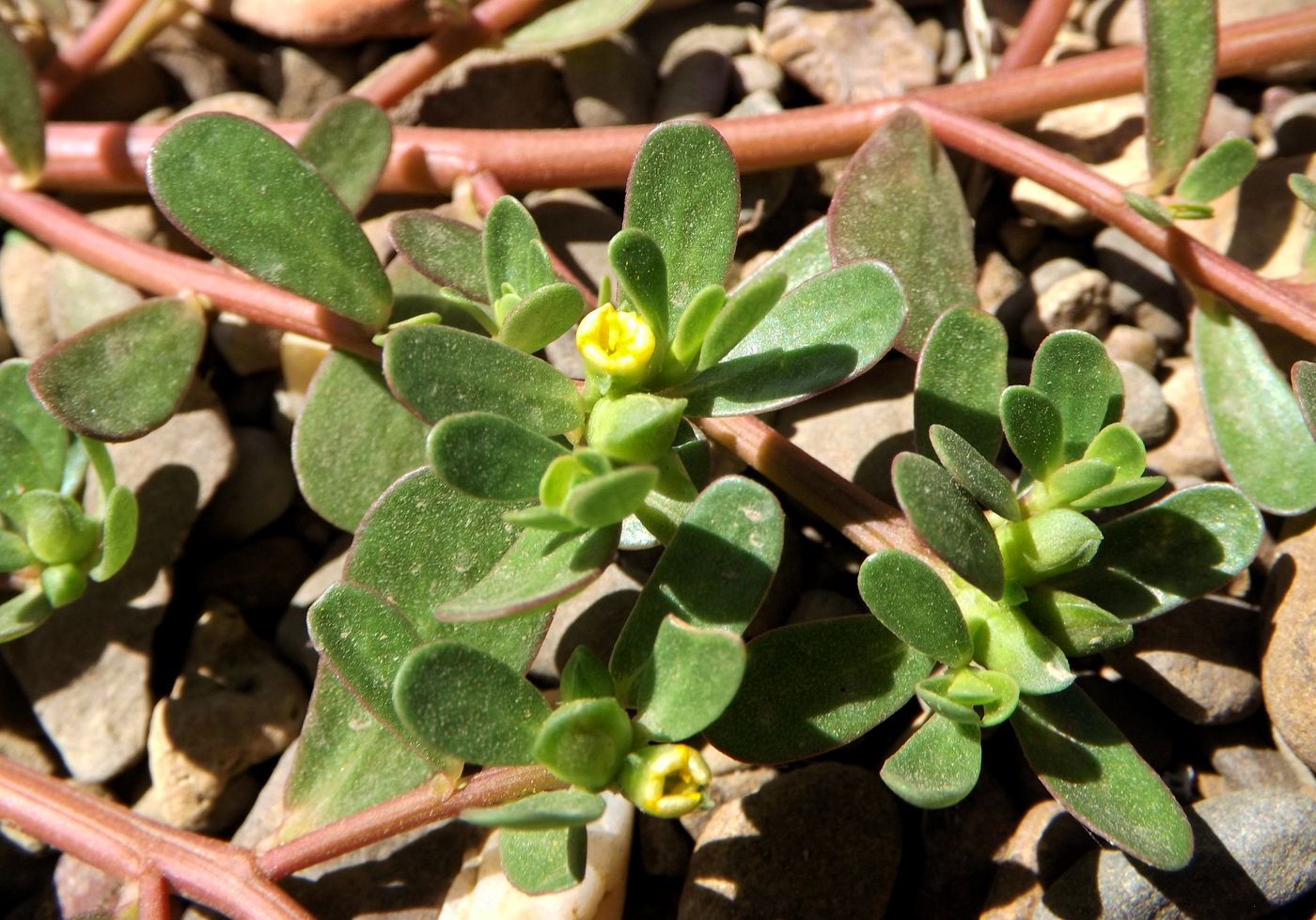 Image of Portulaca oleracea specimen.
