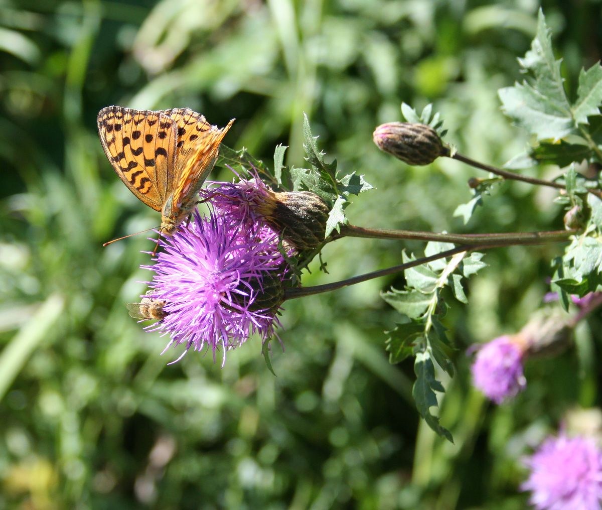 Image of Serratula coronata specimen.