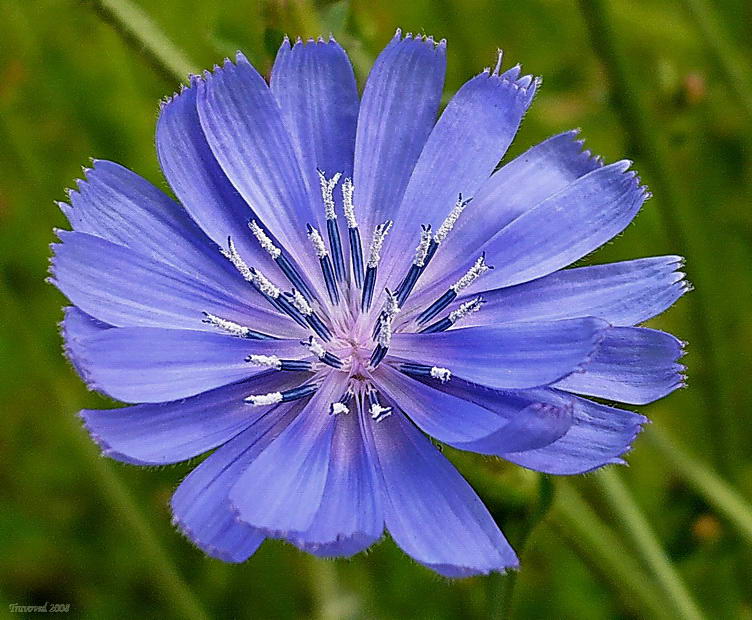 Image of Cichorium intybus specimen.