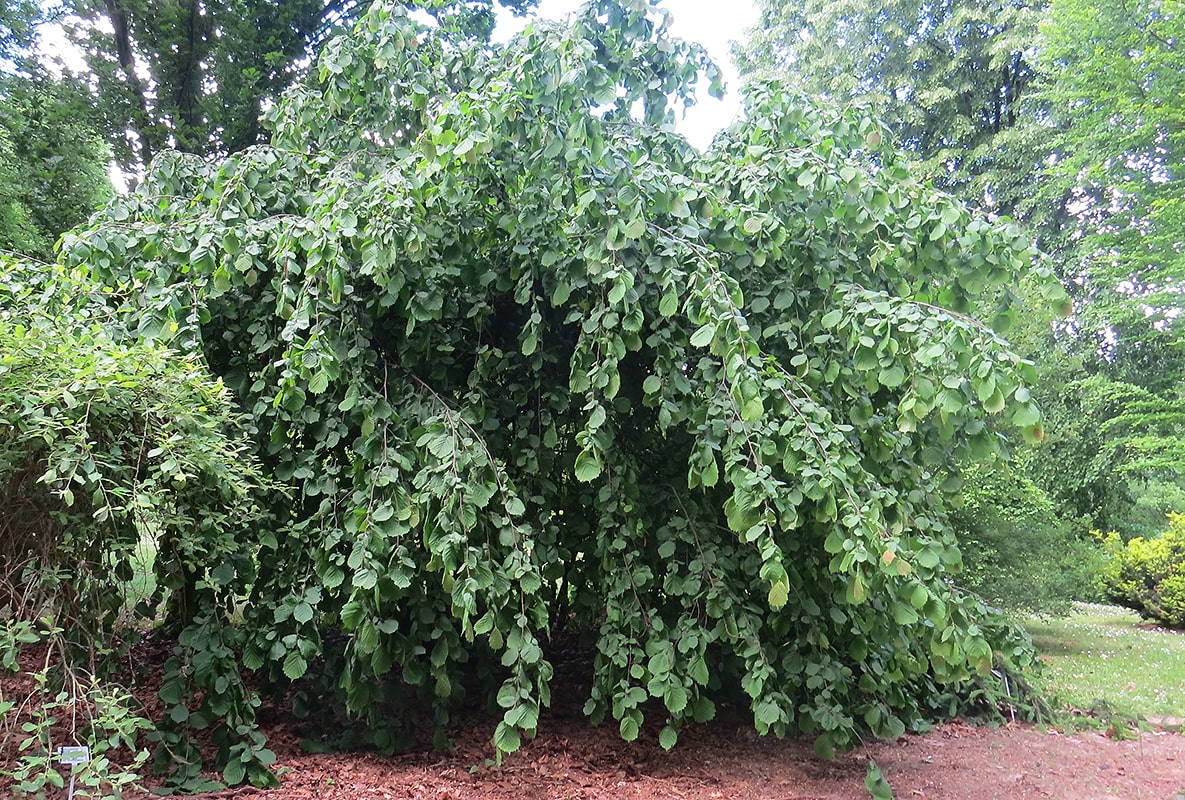 Изображение особи Corylus avellana.