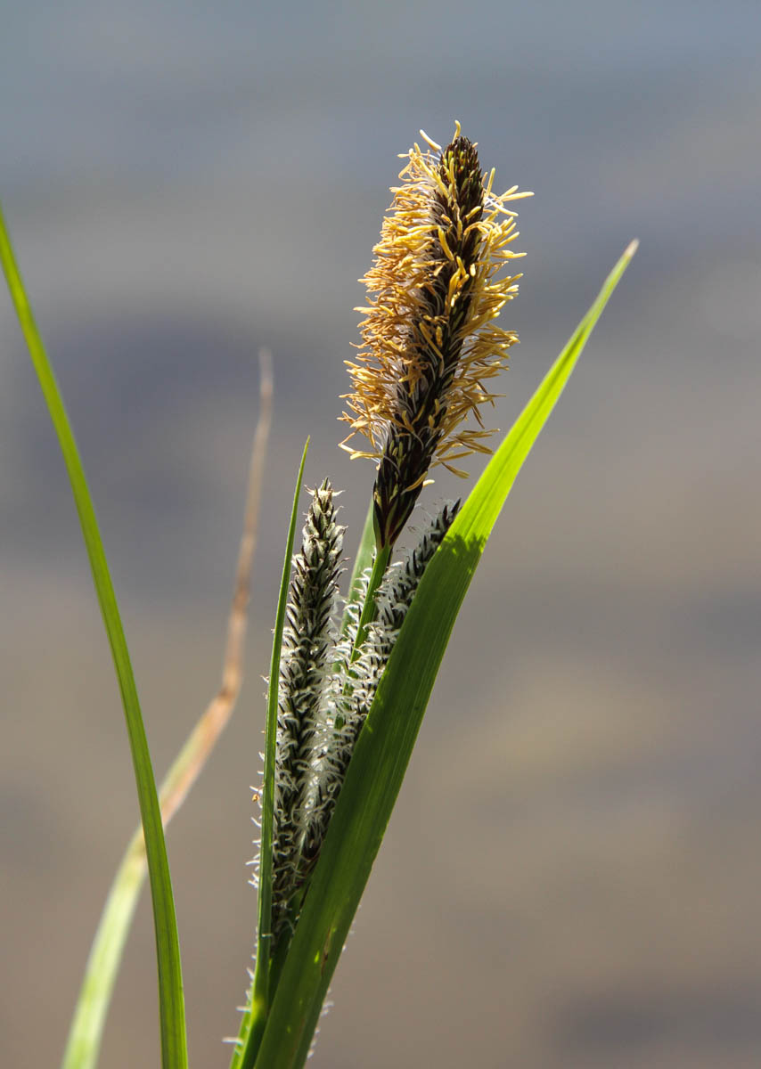 Изображение особи Carex acuta.