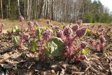 Petasites hybridus