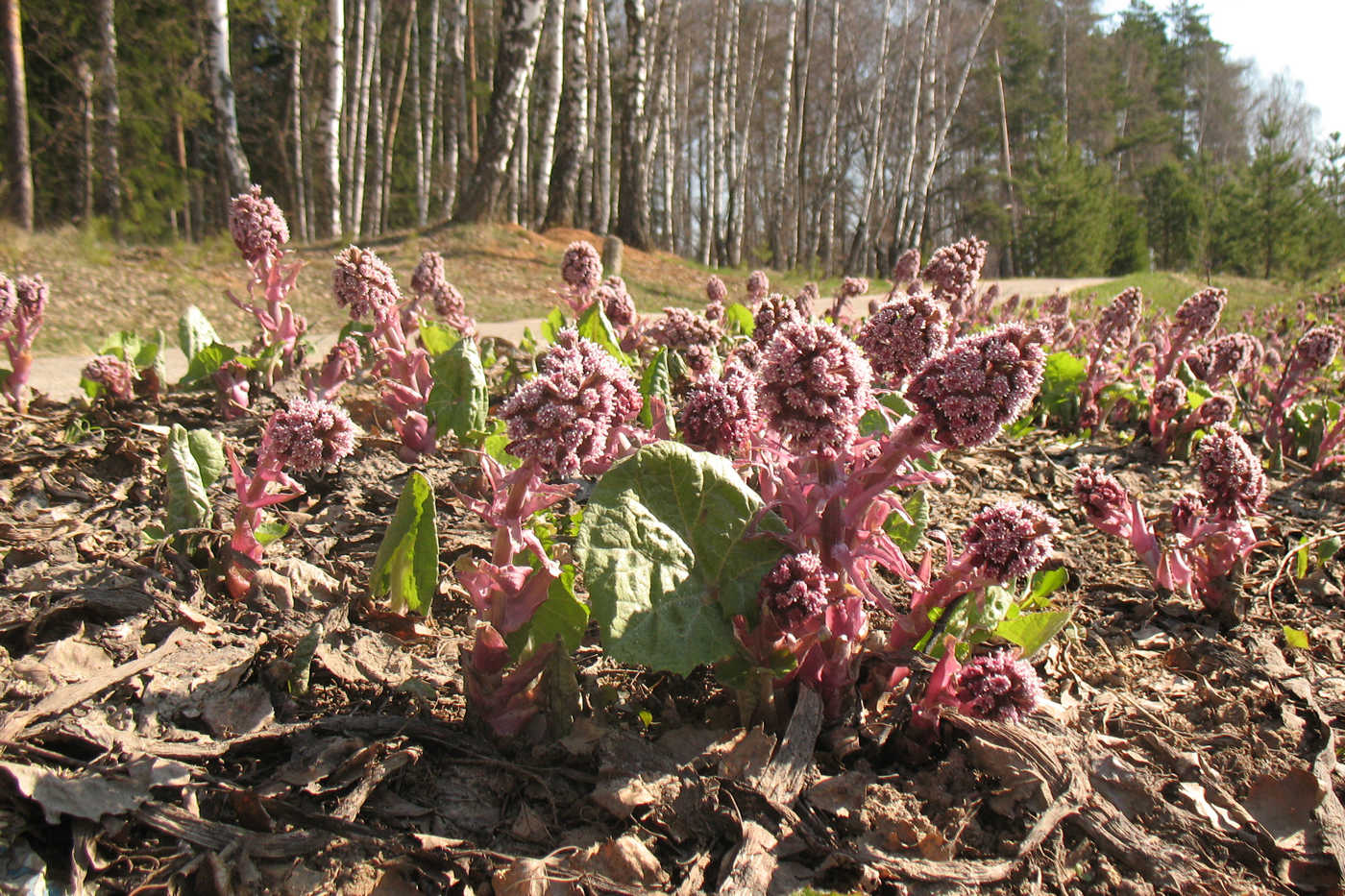 Image of Petasites hybridus specimen.