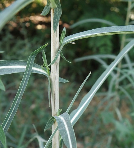 Image of Lactuca saligna specimen.