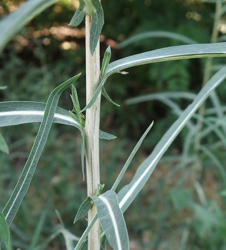 Изображение особи Lactuca saligna.