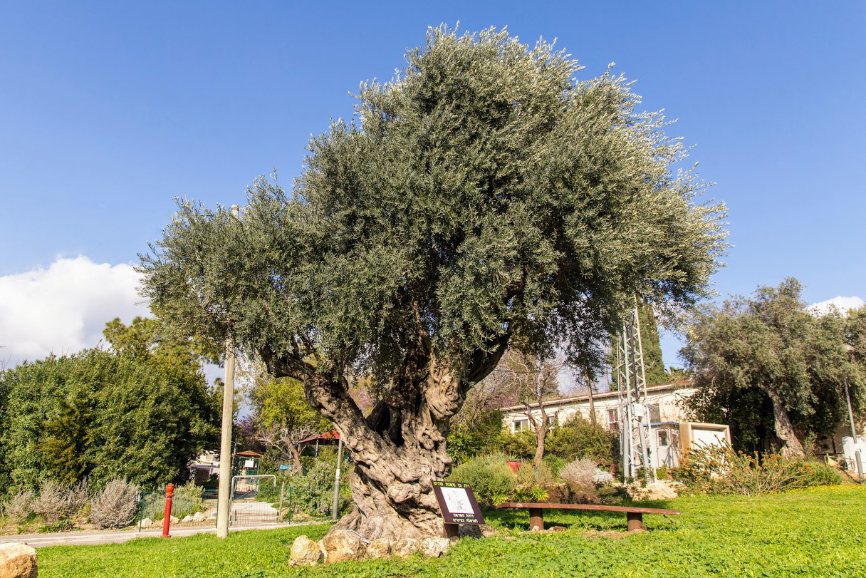 Image of Olea europaea specimen.