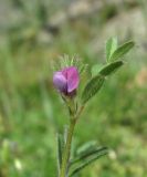 Vicia lathyroides. Верхушка цветущего растения. Дагестан, Кумторкалинский р-н, хр. Нарат-Тюбе, луговина. 24.04.2019.