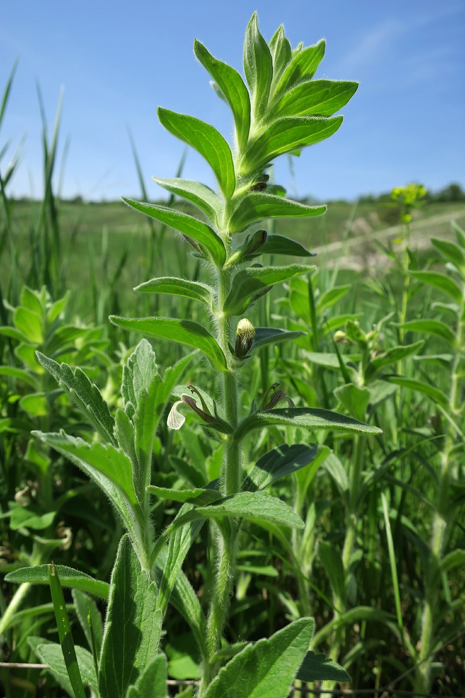 Изображение особи Ajuga laxmannii.