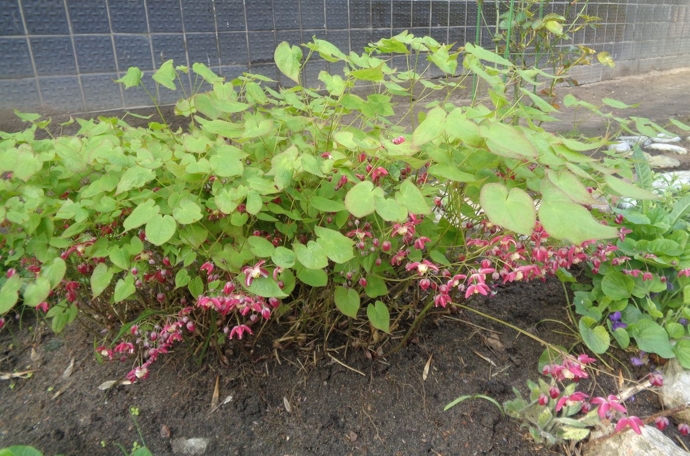 Изображение особи Epimedium rubrum.