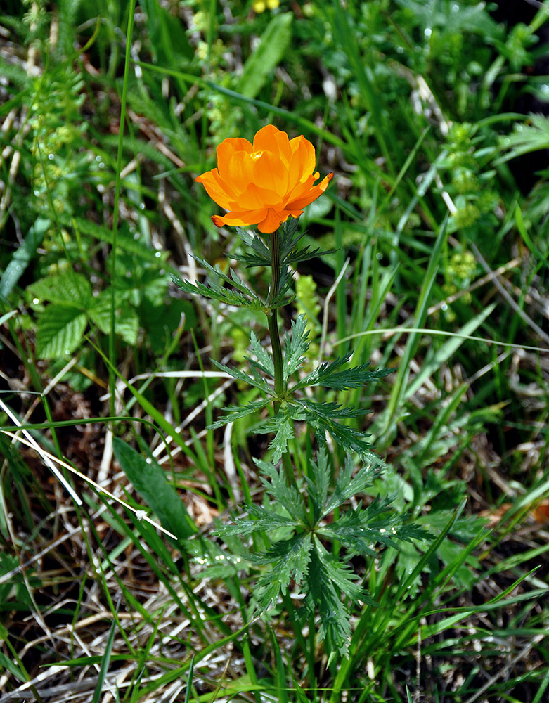 Image of Trollius asiaticus specimen.