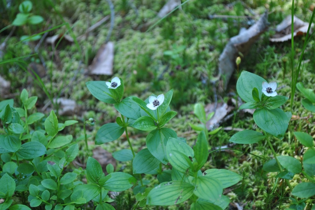 Изображение особи Chamaepericlymenum suecicum.