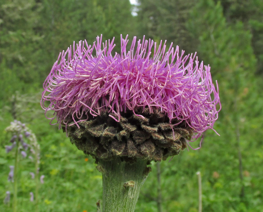 Image of Stemmacantha carthamoides specimen.