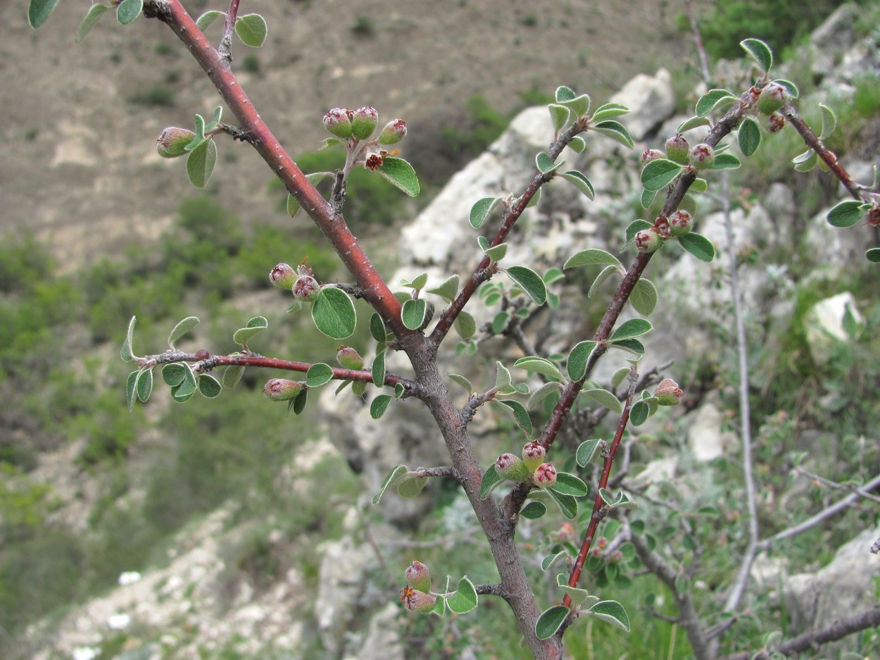 Image of Cotoneaster nummularius specimen.