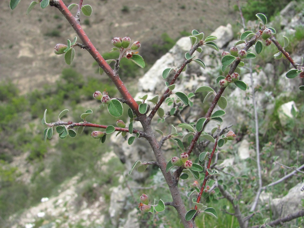 Изображение особи Cotoneaster nummularius.