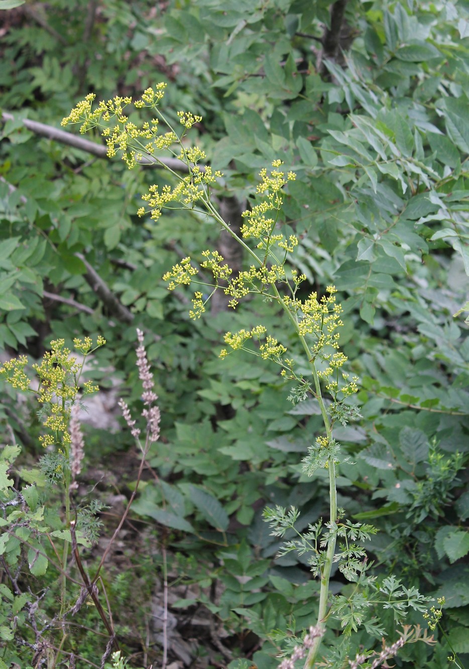 Image of Xanthoselinum alsaticum specimen.