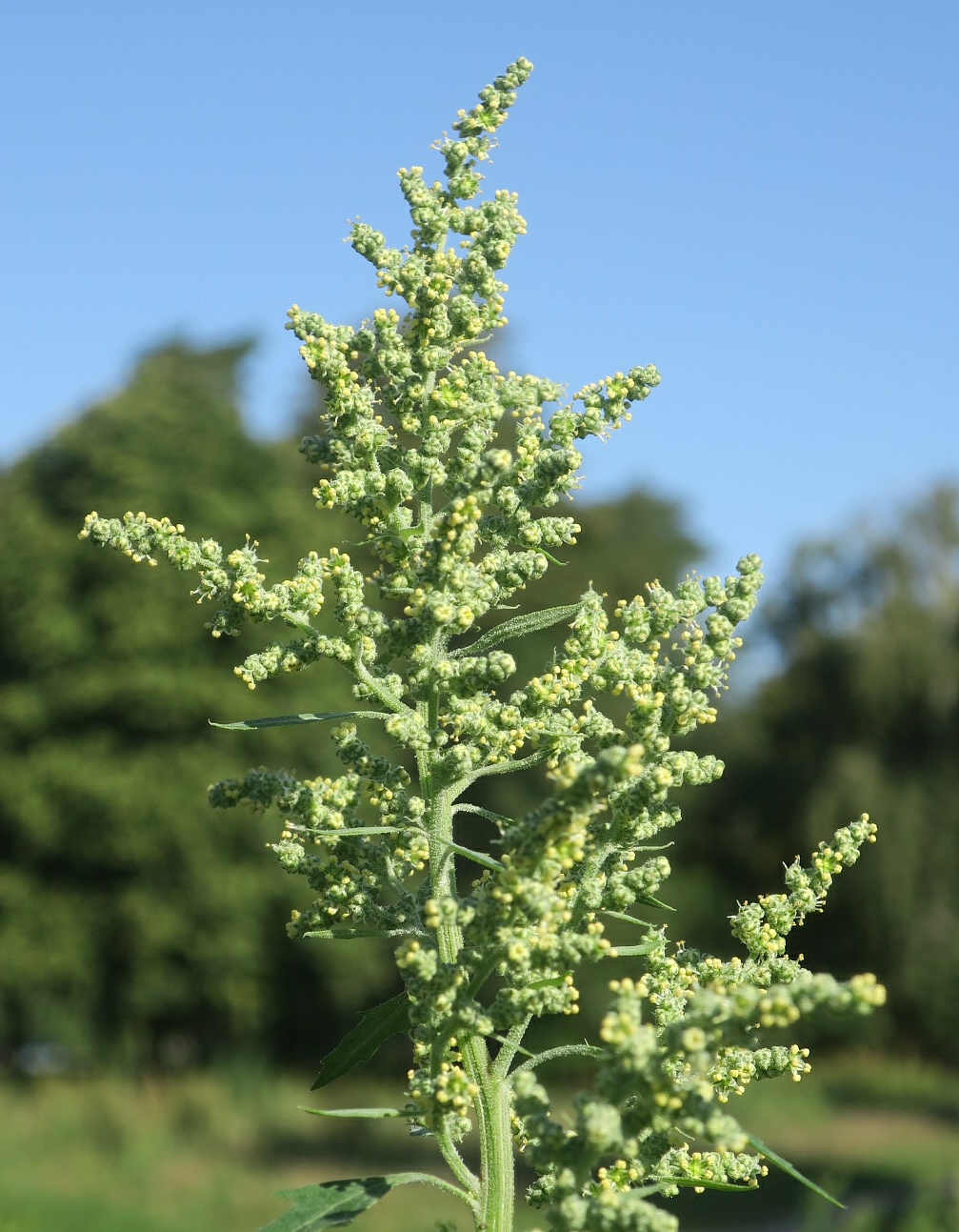 Изображение особи Chenopodium album.