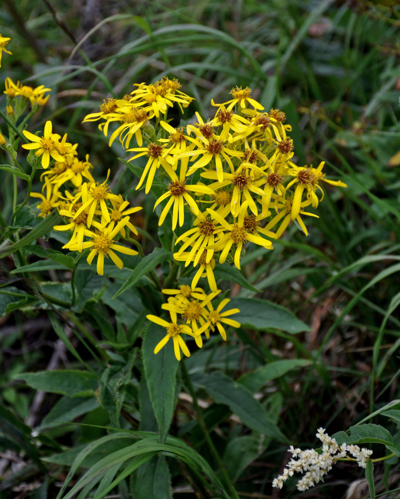 Image of Senecio nemorensis specimen.