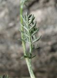 Image of taxon representative. Author is Геннадий Окатов