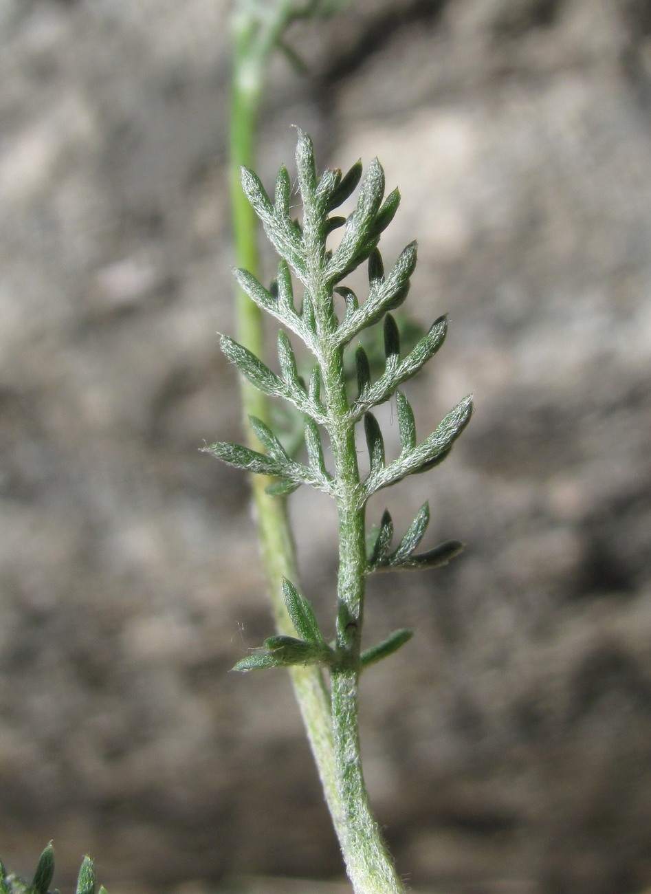 Image of Anthemis marschalliana specimen.