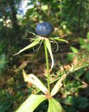 Paris quadrifolia