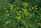 Bupleurum longifolium подвид aureum. Цветущие растения. Башкирия, Белорецкий р-н, гора Большой Иремель, ≈ 1200 м н.у.м., субальпийский луг. 30.07.2019.