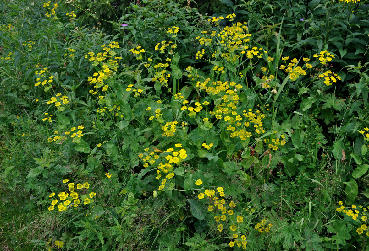 Изображение особи Bupleurum longifolium ssp. aureum.