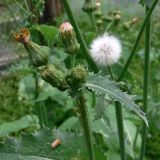 Sonchus asper. Верхушка побега с нераспустившимися, распускающимся и отцветшим соцветиями; заметно железистое опушение. Свердловская обл., окр. г. Североуральск, дачный участок. 14.07.2019.